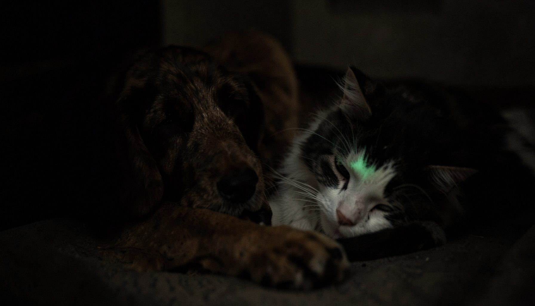 A dark, low-key photograph of a dog and a cat resting together in soft shadow, calm and quiet mood with muted brown and gray tones