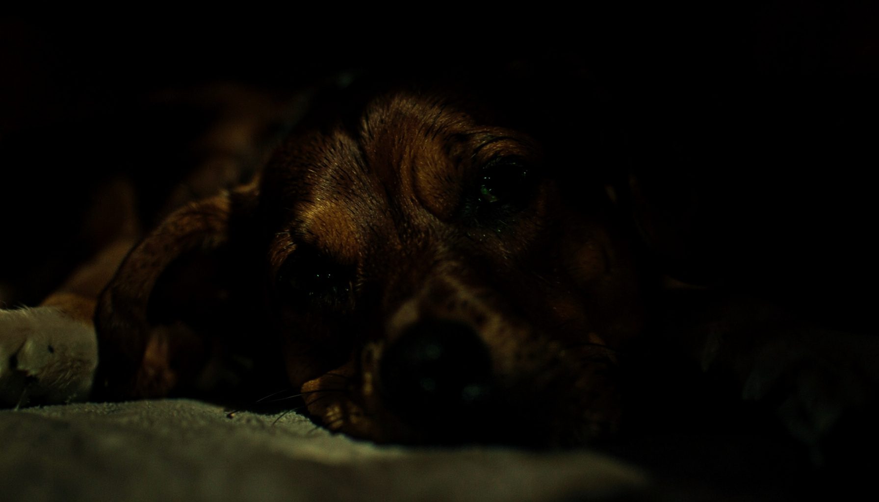 A dimly lit close-up of a calm dog resting its head on a surface, deep brown and black tones, soft shadow across the frame