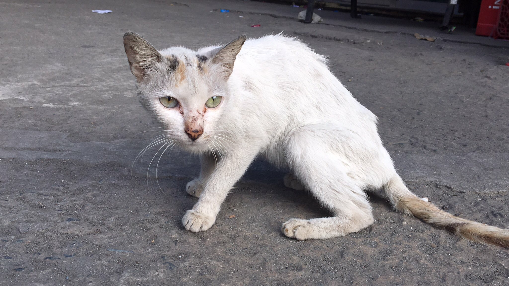 A thin white cat with patches of gray and orange fur standing on pavement, muted gray tones