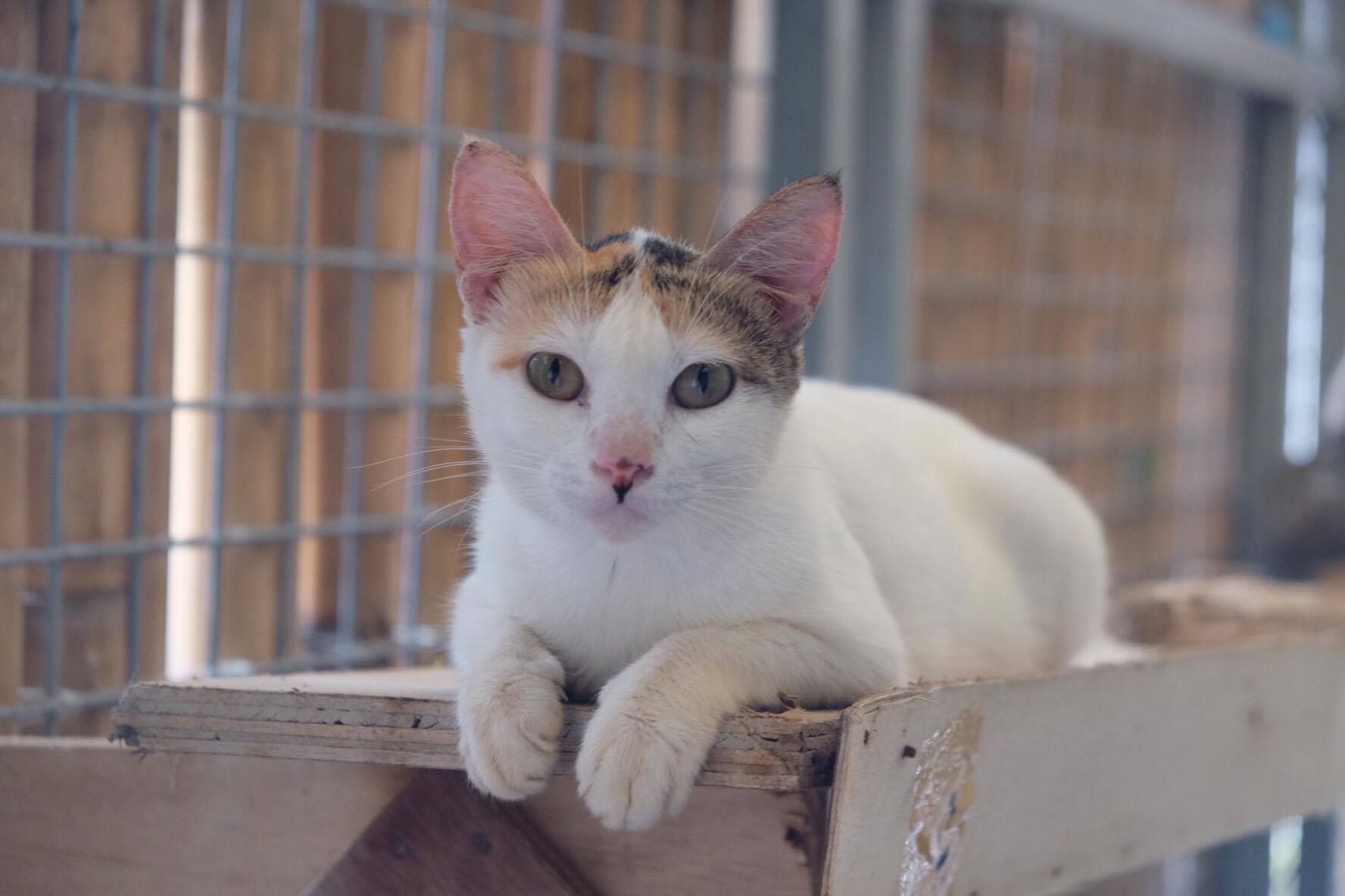 A white and calico cat with large ears resting on a wooden ledge inside a caged enclosure, soft indoor lighting, calm mood