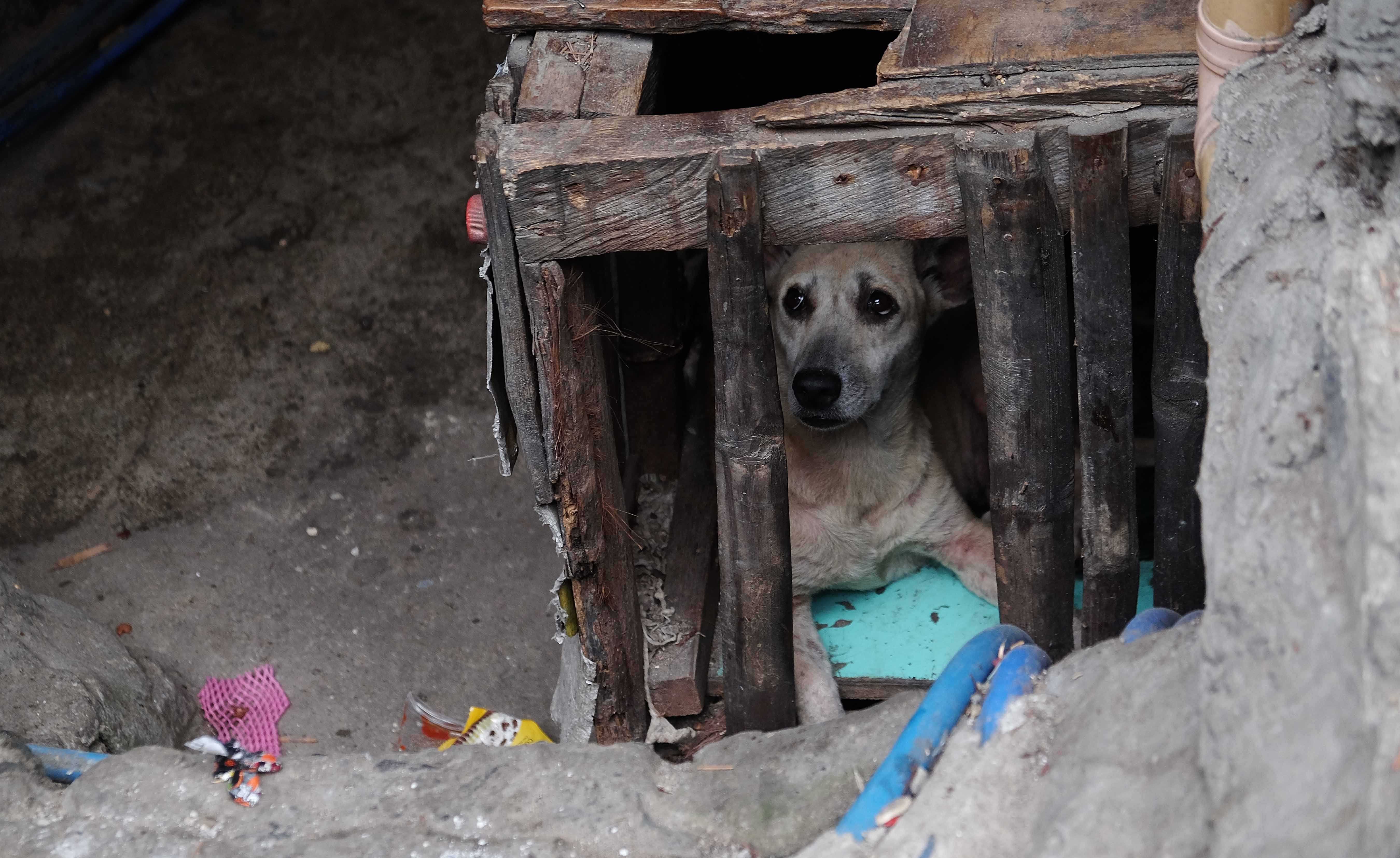 A pale tan dog peering out from inside a rough wooden crate in a dim, gritty outdoor setting, muted brown and gray tones