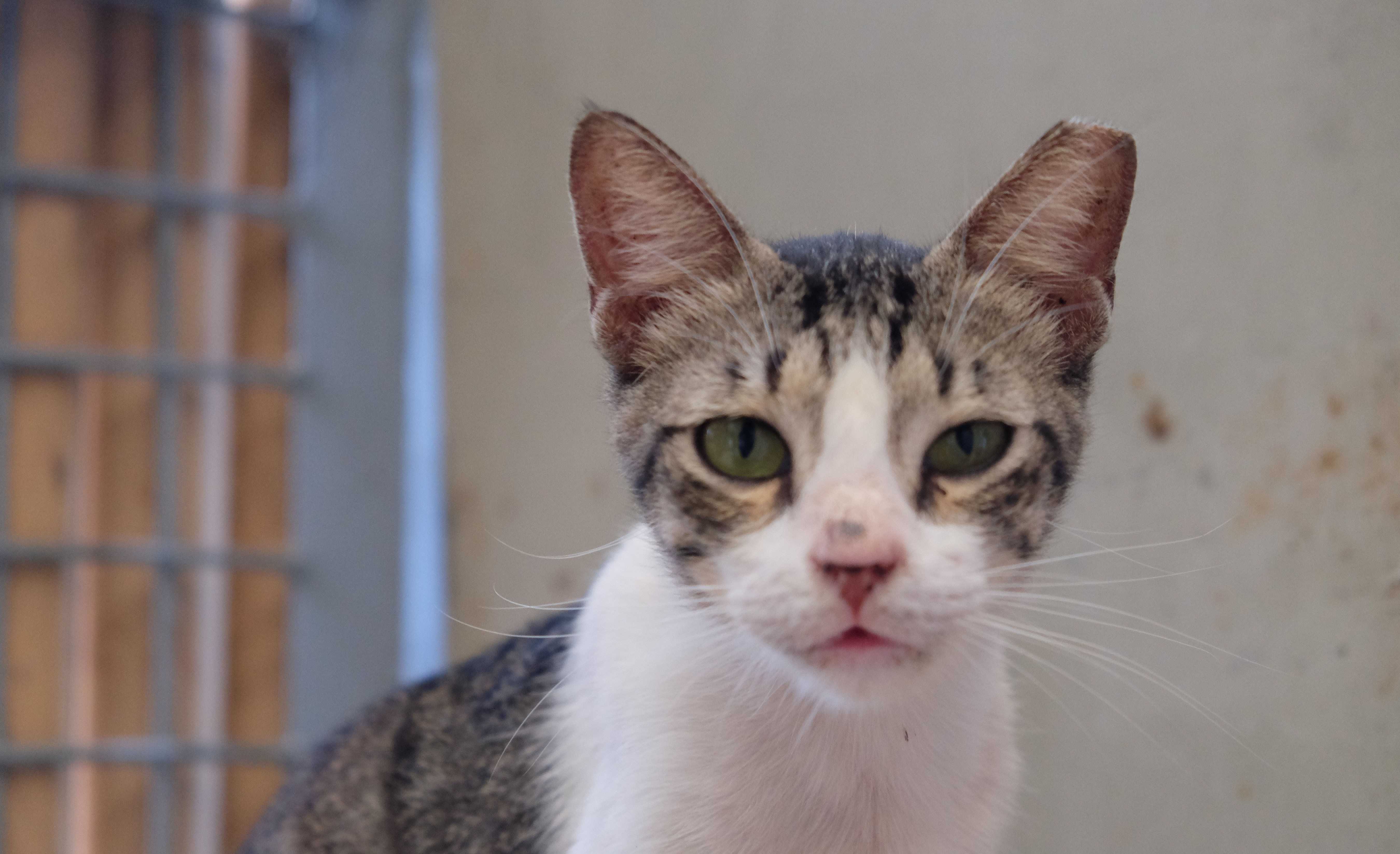 Close-up portrait of a gray tabby and white cat looking directly at the camera, muted background, calm mood