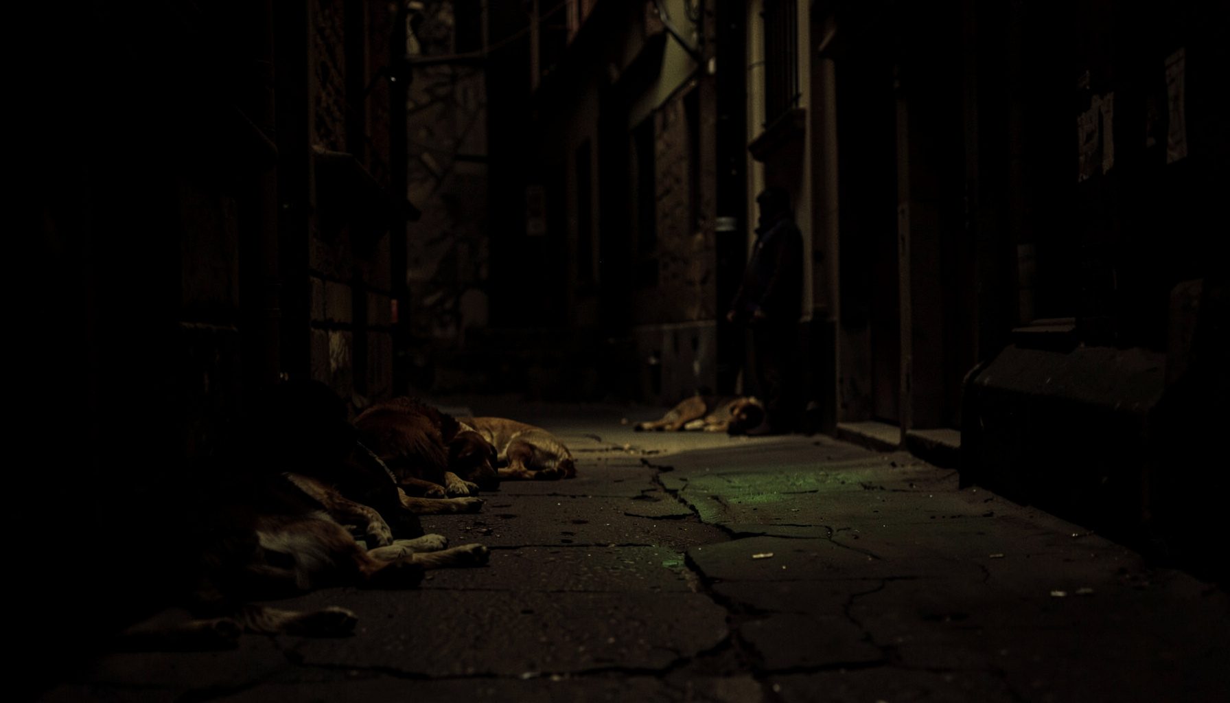 Dark photograph of a quiet street scene with stray dogs resting in the shade, deep shadows and muted brown tones